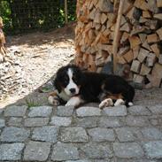 Berner sennenhund Frida R.I.P.