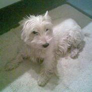 West highland white terrier cirkelinne