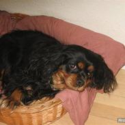 Cavalier king charles spaniel tilde
