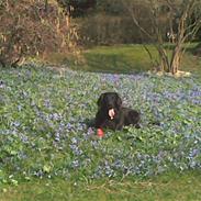 Flat coated retriever Mille