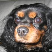 Cavalier king charles spaniel tilde