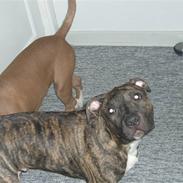 Amerikansk staffordshire terrier cody