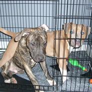 Amerikansk staffordshire terrier cody