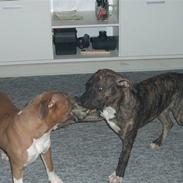 Amerikansk staffordshire terrier cody