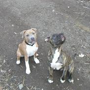 Amerikansk staffordshire terrier cody