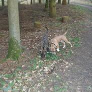 Amerikansk staffordshire terrier cody