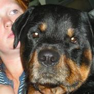 Rottweiler bongo R.I.P