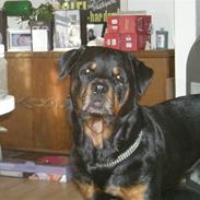 Rottweiler bongo R.I.P