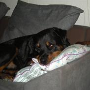 Rottweiler bongo R.I.P