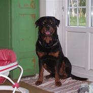 Rottweiler bongo R.I.P