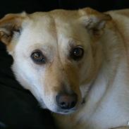 Blanding af racer lulu