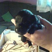 Blanding af racer bella