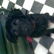 Blanding af racer bella