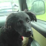 Blanding af racer bella