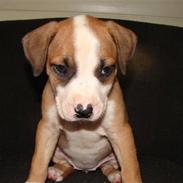 Amerikansk staffordshire terrier Kahlua