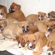 Amerikansk staffordshire terrier Kahlua