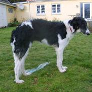 Borzoi Lhaghana Kazmir