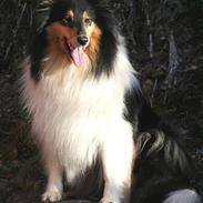 Collie langhåret Tessa