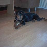 Rottweiler Bella