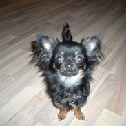 Chihuahua Lili