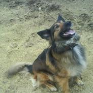 Belgisk hyrdehund Tess