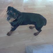Rottweiler Bella