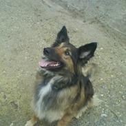 Belgisk hyrdehund Tess