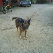 Belgisk hyrdehund Tess