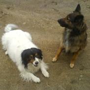 Belgisk hyrdehund Tess