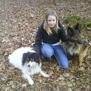 Belgisk hyrdehund Tess