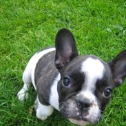 Fransk bulldog Alpha