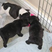 Fransk bulldog Alpha