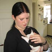 Fransk bulldog Alpha