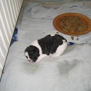 Fransk bulldog Alpha