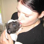 Fransk bulldog Alpha