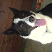 Border collie Dundee