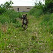 Amerikansk staffordshire terrier Molly