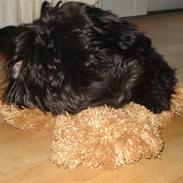 Bichon havanais ....Chico