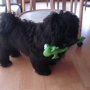 Bichon havanais ....Chico