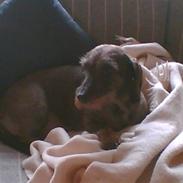 Gravhund Petra  † 09-04-2010  †