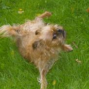 Griffon bruxellois Pax