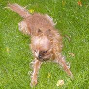 Griffon bruxellois Pax