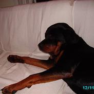 Rottweiler Troja