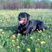 Rottweiler Troja