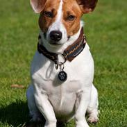 Jack russell terrier Gizmo (Mr Wonky Ears)