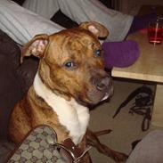 Amerikansk staffordshire terrier Rocco (min tidligere hund