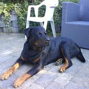 Rottweiler Bamse - død.