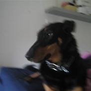 Blanding af racer kira