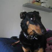 Blanding af racer kira