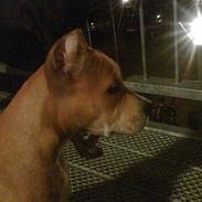 Amerikansk staffordshire terrier Puma